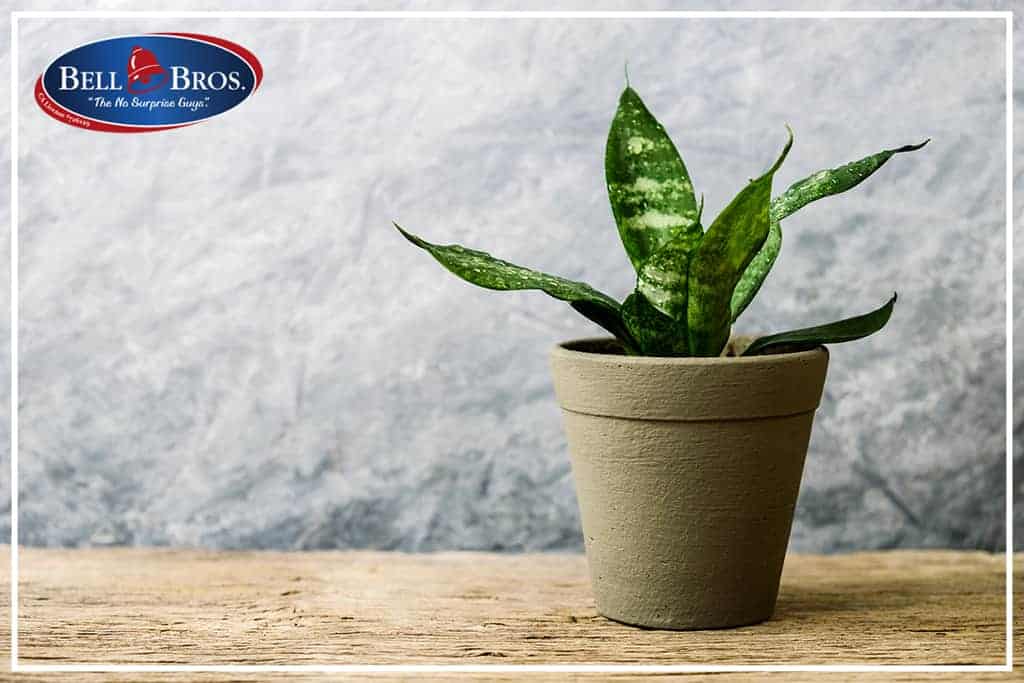 Celebrate Spring Inside; Indoor Plants that Work with AC