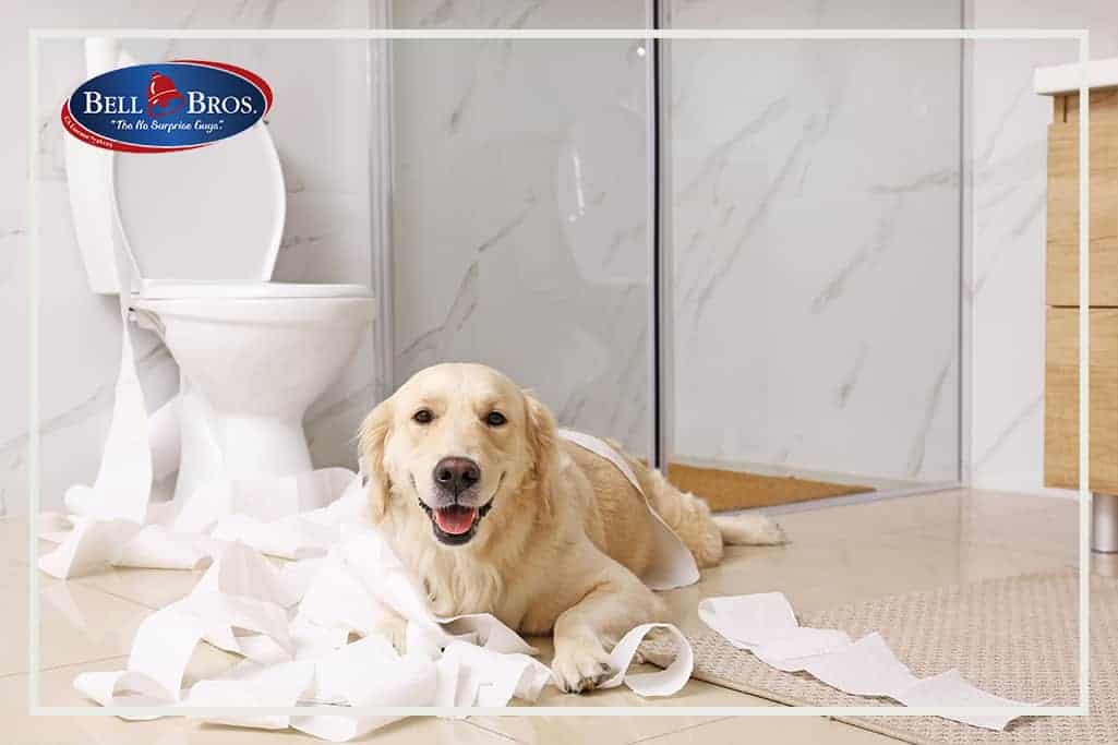 How to Protect Your Plumbing from Pets