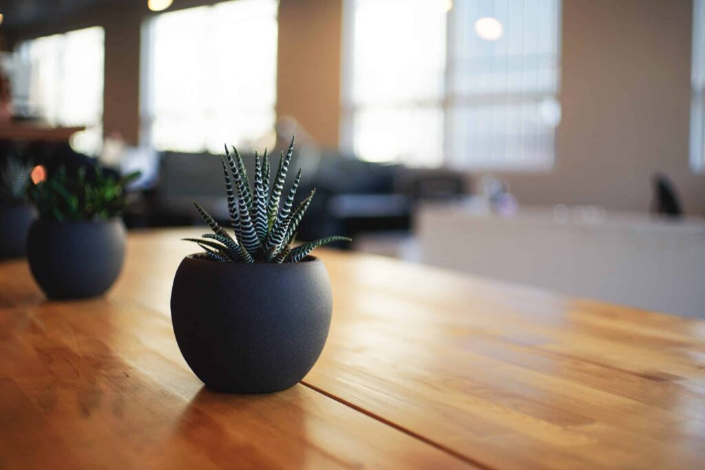 A small potted succulent sits on a wooden table in a bright, modern office, reflecting the welcoming and professional atmosphere Bell Brothers is known for across Northern California communities. Just like our trusted service, this workspace represents peace of mind—delivered by background-checked technicians, upfront pricing, and our exclusive No Surprise Guarantee.