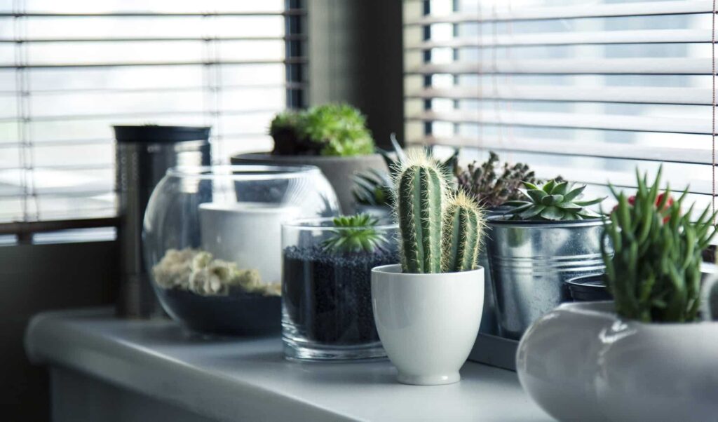 A bright windowsill displays a cheerful arrangement of cacti and succulents, adding a welcoming touch—just like the trusted service Bell Brothers is known for throughout Northern California. With our No Surprise Guarantee, background-checked technicians, and honest upfront pricing, you can count on worry-free service in your home.