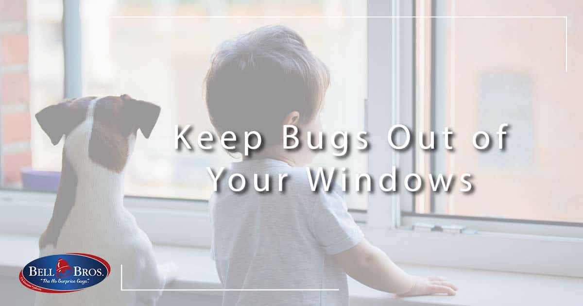 Keep Bugs Out of Your Windows