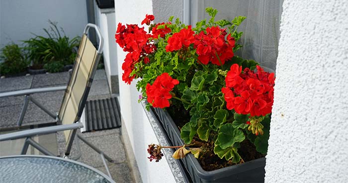 Nearly all types of windows can hold a flower box.