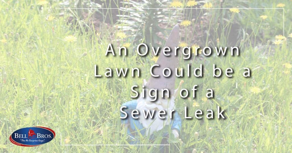 An Overgrown Lawn Could be a Sign of a Sewer Leak