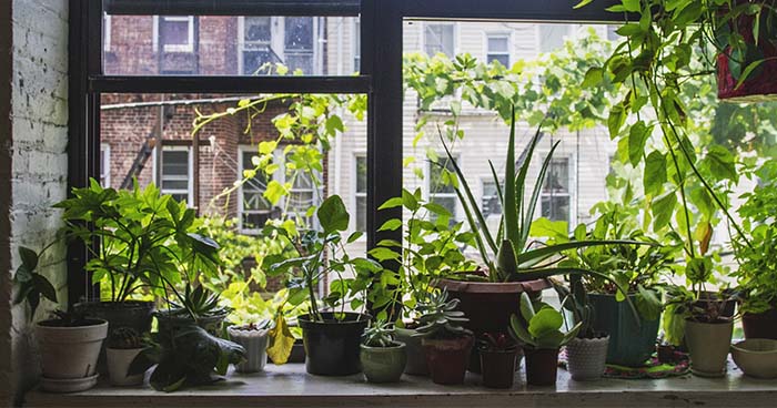 Image: Plants lined up in front of an open window. Plants are another option for some fun window privacy.
