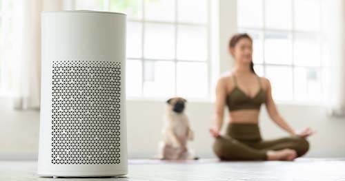 Image: a woman and her pug do yoga with an air purifier in the foreground.