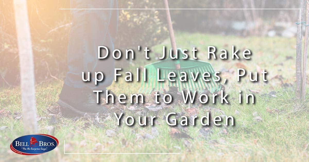 Don’t Just Rake up Fall Leaves, Put Them to Work in Your Garden