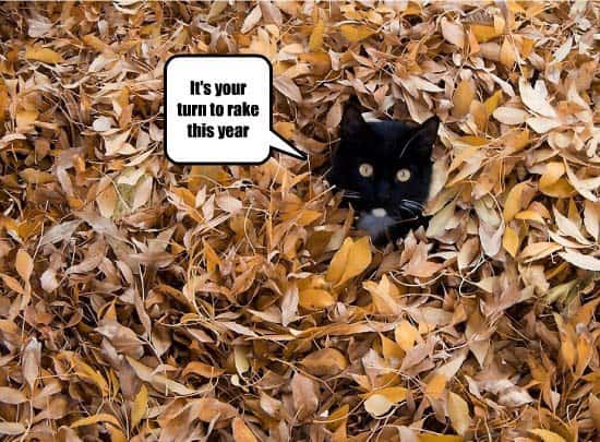 Image: a cat meme about raking.