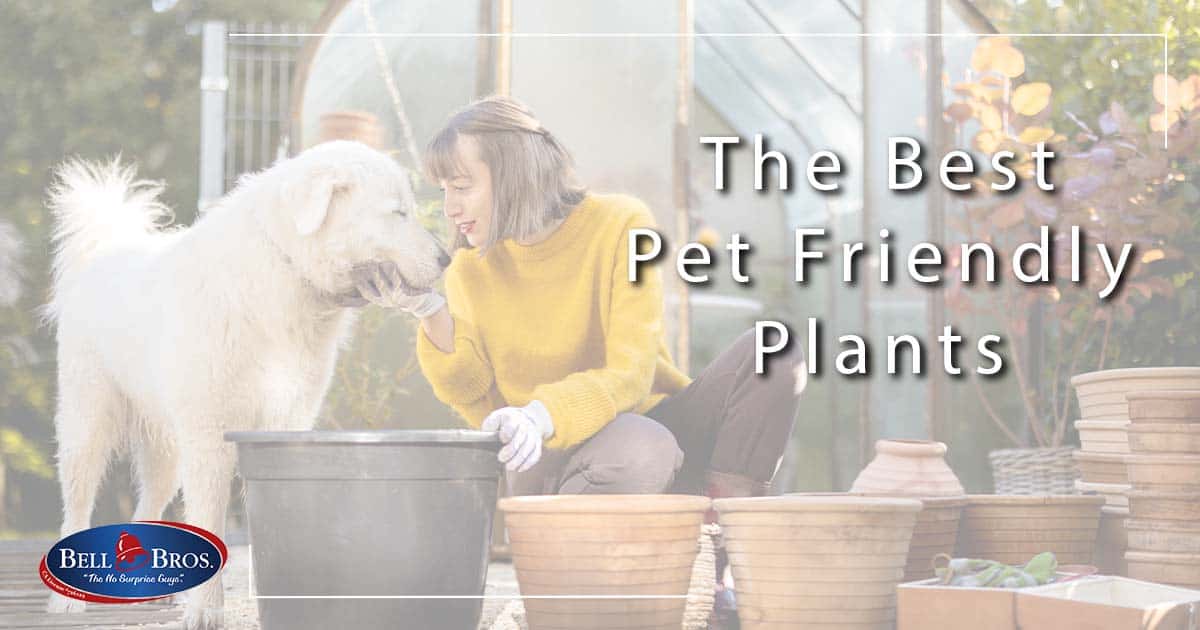 15 of The Best Pet Friendly Plants