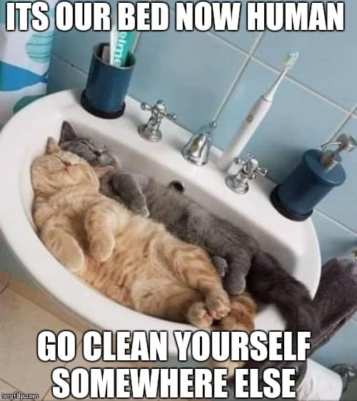 cat drain meme