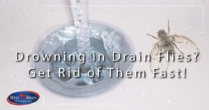 drain flies